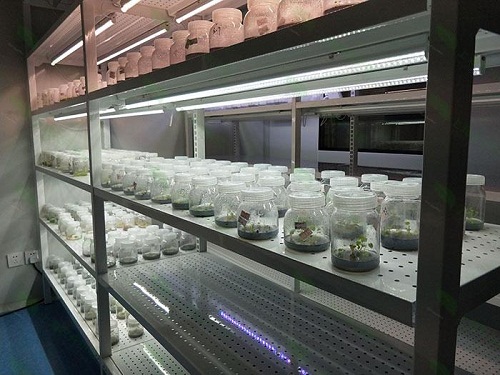 阿图什植物组织培养实验室设计建设方案